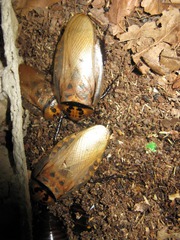Кормовые насекомые(живые корма) Минск : зофобас,  мучной червь,  таракан,  сверчок